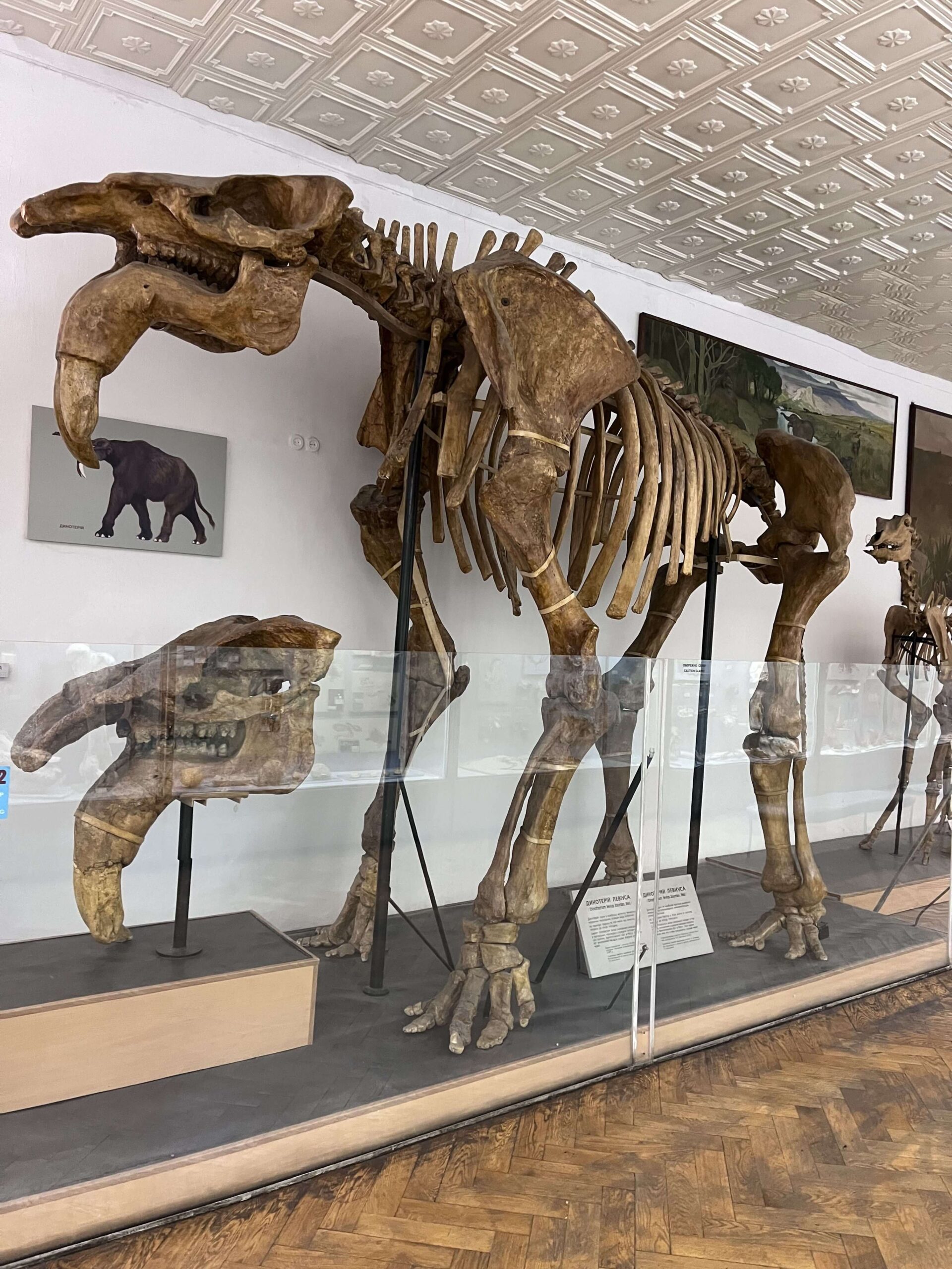 Ілюстрація до статті: 3_dinoterium-1
